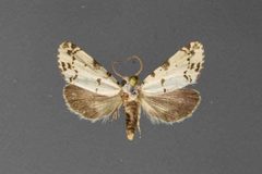 Grotella soror1 by David L. Wikle, Research Collection of David Wikle. Used under a Copyrighted free use license.