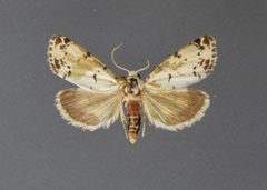 Grotella soror2 by David L. Wikle, Research Collection of David Wikle. Used under a Copyrighted free use license.