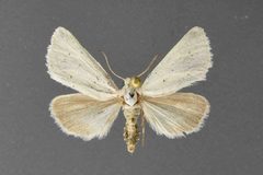 Grotella stretchi01 by David L. Wikle, Research Collection of David Wikle. Used under a Copyrighted free use license.
