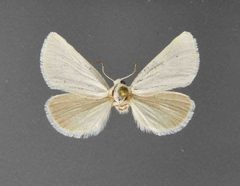 Grotella stretchi03 by David L. Wikle, Research Collection of David Wikle. Used under a Copyrighted free use license.