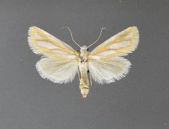 Hemigrotella argenteostriata by David L. Wikle, Research Collection of David Wikle. Used under a Copyrighted free use license.