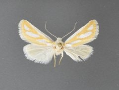 Hemigrotella argenteostriata1 by David L. Wikle, Research Collection of David Wikle. Used under a Copyrighted free use license.