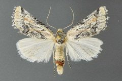 Podagra crassipes 01 by David L. Wikle, Research Collection of David Wikle. Used under a Copyrighted free use license.