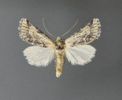 Podagra crassipes 02 by David L. Wikle, Research Collection of David Wikle. Used under a Copyrighted free use license.