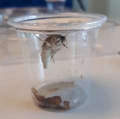 Heliothis subflexa after hatching by ElegantElegans. Used under a CC BY-SA 4.0 license.