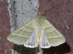 Chloridea virescens P1550903a by 
xpda. Used under a CC BY-SA 4.0 license.