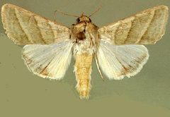 Tobacco budworm 2 by wikipedia. Used under a Public domain license.