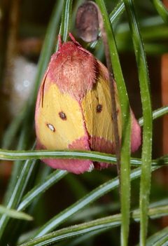 Derrima stellata 4329910 by Laura Gaudette. Used under a CC BY 4.0 license.