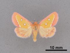 Derrima stellata MEM353619 by Mississippi Entomological Museum. Used under a CC0 license.