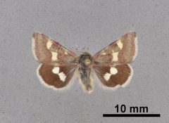 Eutricopis nexilis MEM353615 by Mississippi Entomological Museum. Used under a CC0 license.