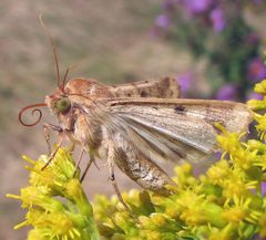 Helicoverpa zea 1 by Jacy Lucier. Used under a CC BY-SA 4.0 license.