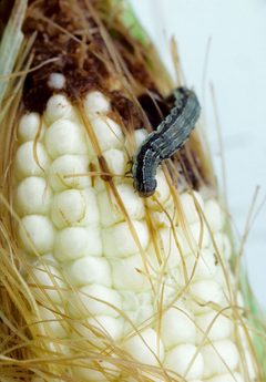 Helicoverpa zea caterpillar by Jack Dykinga. Used under a Public domain license.