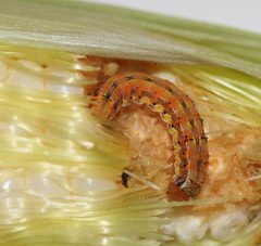 Helicoverpa zea larva by cyanocorax. Used under a CC BY-SA 2.0 license.
