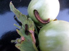 Tomato fruitworm by Flex at en.wikipedia. Used under a CC BY-SA 3.0 license.