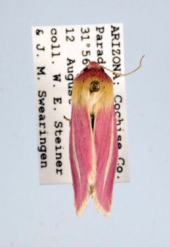 Heliocheilus julia by Unspecified. Used under a Copyrighted free use license.