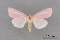 Heliocheilus julia MEM81115 by Mississippi Entomological Museum. Used under a CC0 license.