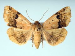 Heliocheilus lupatus by Unspecified. Used under a Copyrighted free use license.
