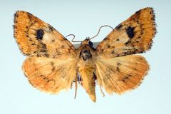 Heliocheilus lupatus1 by Unspecified. Used under a Copyrighted free use license.