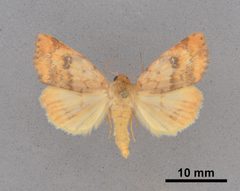Heliocheilus lupatus MEM354357 by Mississippi Entomological Museum. Used under a CC0 license.