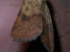 Heliocheilus lupatus P1290469a by 
xpda. Used under a CC BY-SA 4.0 license.