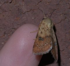 Heliocheilus lupatus P1290470a by
xpda. Used under a CC BY-SA 4.0 license.