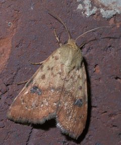 Heliocheilus lupatus P1290488a by 
xpda. Used under a CC BY-SA 4.0 license.