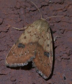 Heliocheilus lupatus P1290550a by
xpda. Used under a CC BY-SA 4.0 license.