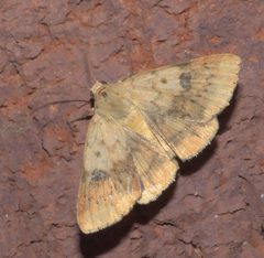 Heliocheilus lupatus P1310839a by 
xpda. Used under a CC BY-SA 4.0 license.