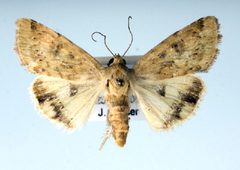 Heliocheilus paradoxus by Unspecified. Used under a Copyrighted free use license.