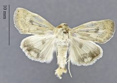 Heliocheilus paradoxus DPG1HEXA0004043 by Dugway Proving Ground Natural History Collection. Used under a CC0 license.