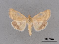 Heliocheilus paradoxus MEM354379 by Mississippi Entomological Museum. Used under a CC0 license.