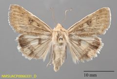 Heliocheilus paradoxus dorsal by NMSU. Used under a CC0 license.