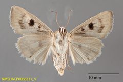 Heliocheilus paradoxus ventral by NMSU. Used under a CC0 license.