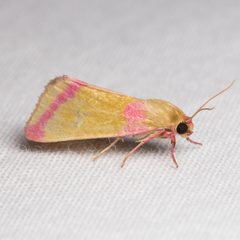 Heliocheilus toralis 27558903 by Ken-ichi Ueda. Used under a CC BY 4.0 license.
