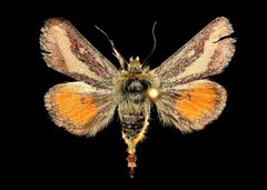 Heliolonche carolus by Unspecified. Used under a Copyrighted free use license.
