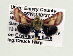 Heliolonche pictipennis by Unspecified. Used under a Copyrighted free use license.