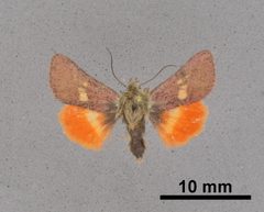Heliolonche celeris MEM366337 by Mississippi Entomological Museum. Used under a CC0 license.