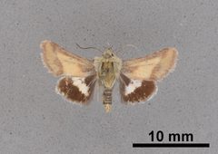 Heliolonche pictipennis MEM366338 by Mississippi Entomological Museum. Used under a CC0 license.