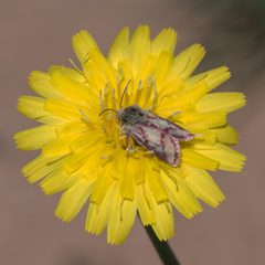 Moth-240426-1-ing by ABQdog. Used under a CC BY-SA 4.0 license.