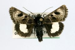 Heliothis belladonna by Unspecified. Used under a Copyrighted free use license.