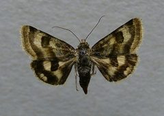 Heliothis ononis by Dumi. Used under a CC BY-SA 3.0 license.