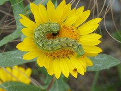 Heliothis phloxiphaga 225106080 by Robert Webster. Used under a CC BY-SA 4.0 license.