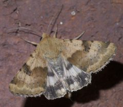Heliothis phloxiphaga P1400178a by 
xpda. Used under a CC BY-SA 4.0 license.