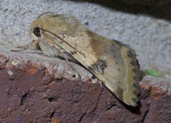 Heliothis phloxiphaga P1410105a by 
xpda. Used under a CC BY-SA 4.0 license.