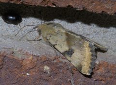 Heliothis phloxiphaga P1410169a by
xpda. Used under a CC BY-SA 4.0 license.