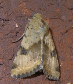 Heliothis phloxiphaga P1410241a by 
xpda. Used under a CC BY-SA 4.0 license.
