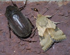 Heliothis phloxiphaga P1420236a by 
xpda. Used under a CC BY-SA 4.0 license.