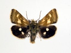 Heliothodes diminutivus by Unspecified. Used under a Copyrighted free use license.
