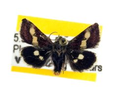 Microhelia angelica by Unspecified. Used under a Copyrighted free use license.