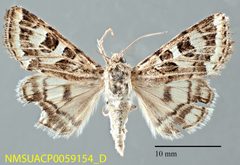 Protoschinia nuchalis NMSUACP0059154 D by NMSU. Used under a CC0 license.
